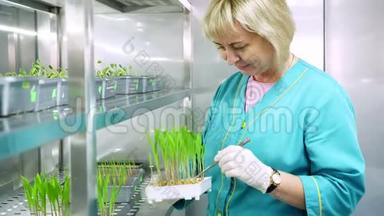 实验室工作人员回顾在土壤中生长的绿色<strong>嫩芽</strong>，放在小盒子里，放在特殊房间的架子上，放在实验室里